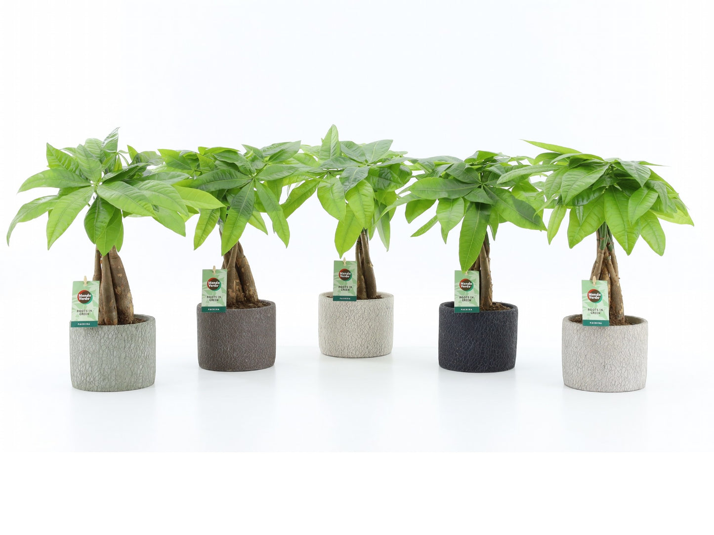 Mondo Verde (Bakker) Pachira aquatica Pack of 5