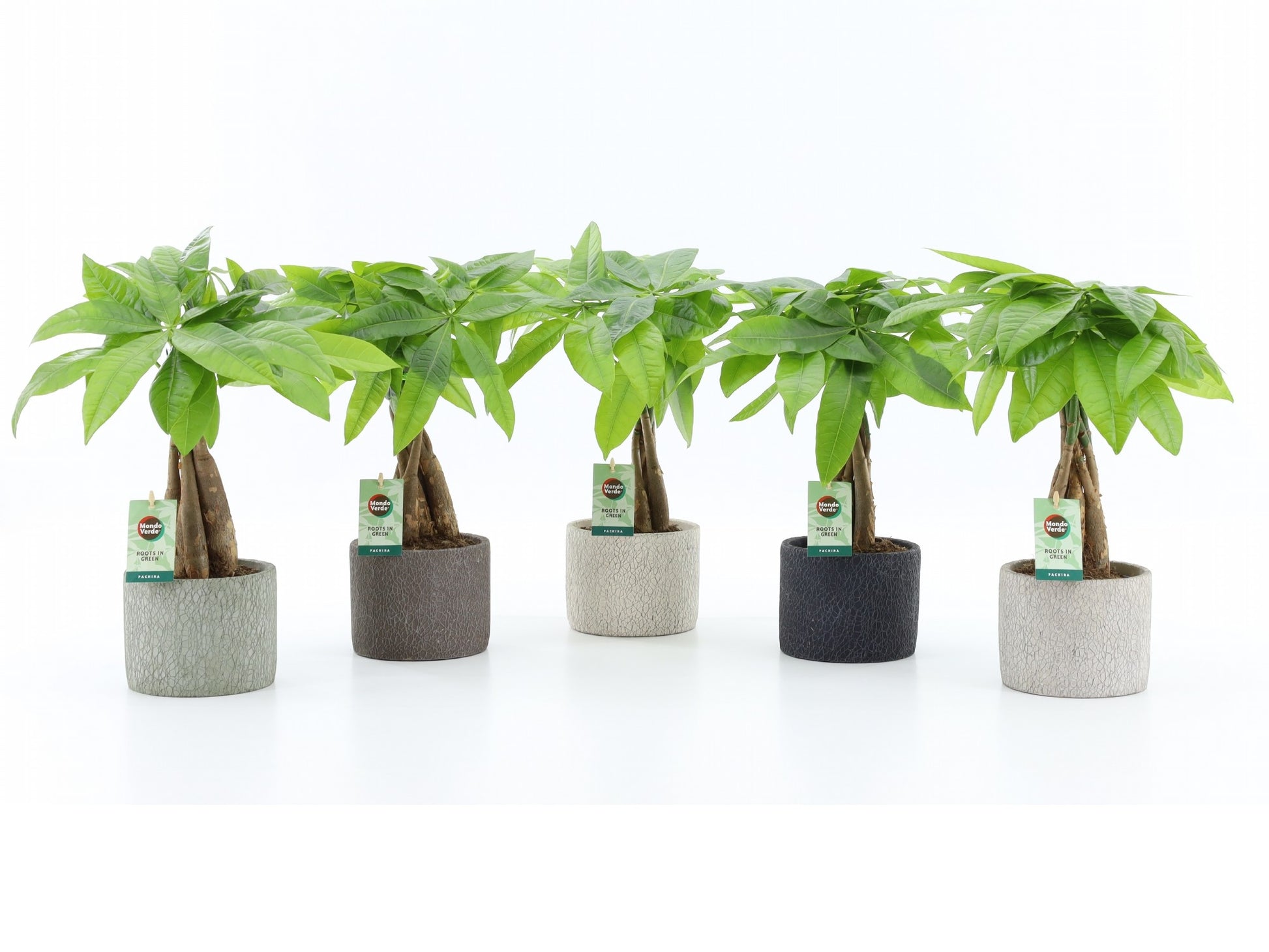 Mondo Verde (Bakker) Pachira aquatica Pack of 5
