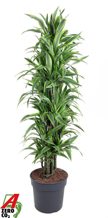 Dracaena fragrans Lemon Lime branched 170cm 34cm Pot