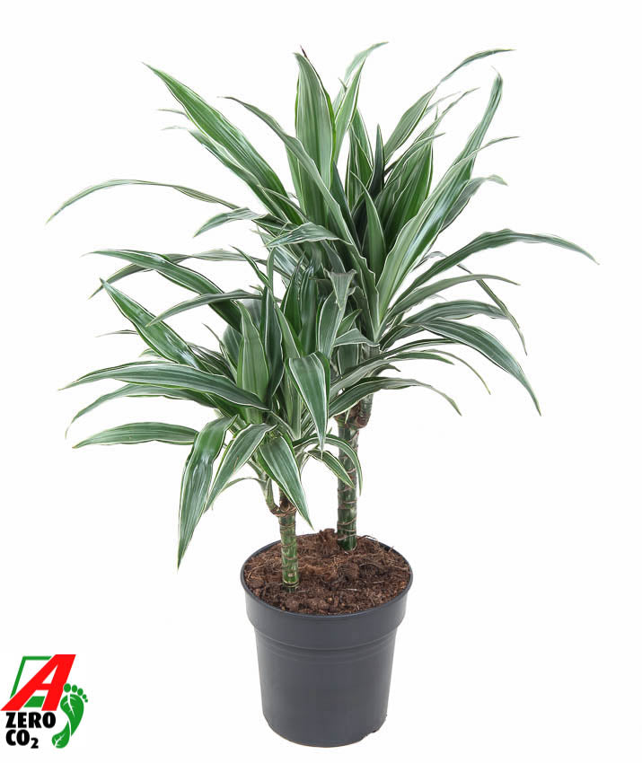 Dracaena fragrans Warneckei 70cm 19cm Pot