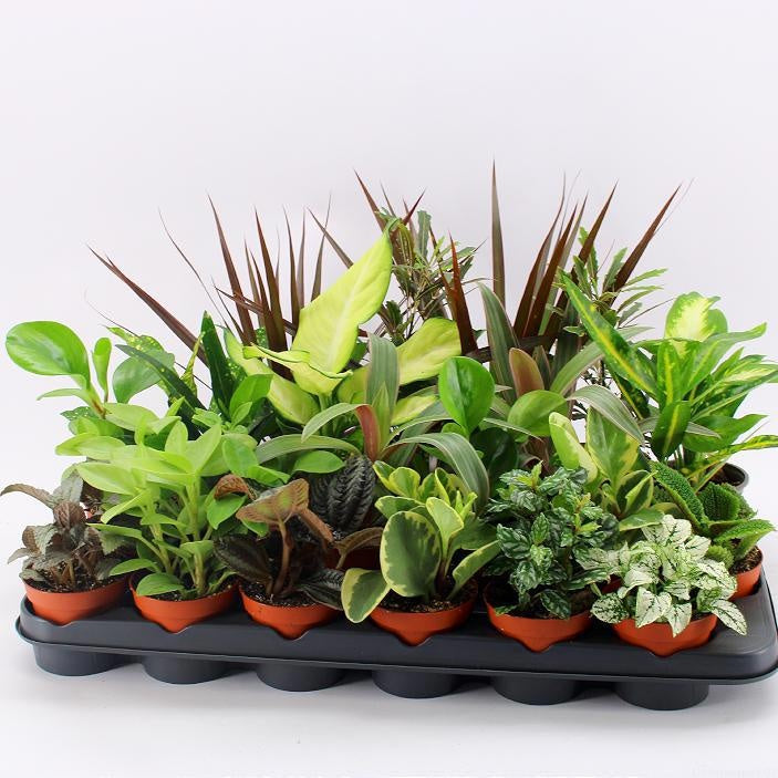 Z-18 UK Mixplanten 35cm 9cm Pot