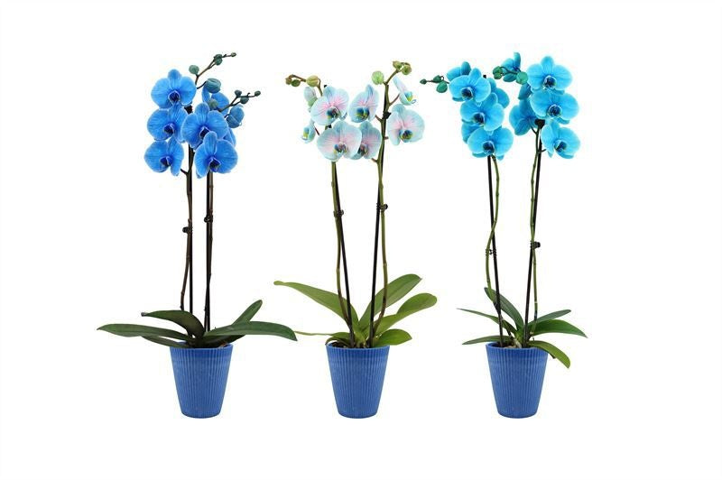 Phalaenopsis Hybrid 55cm 12cm Pot