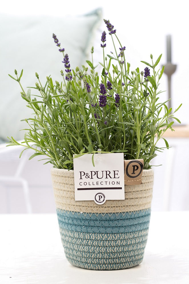 Lavandula Hidcote 30cm 12cm Pot