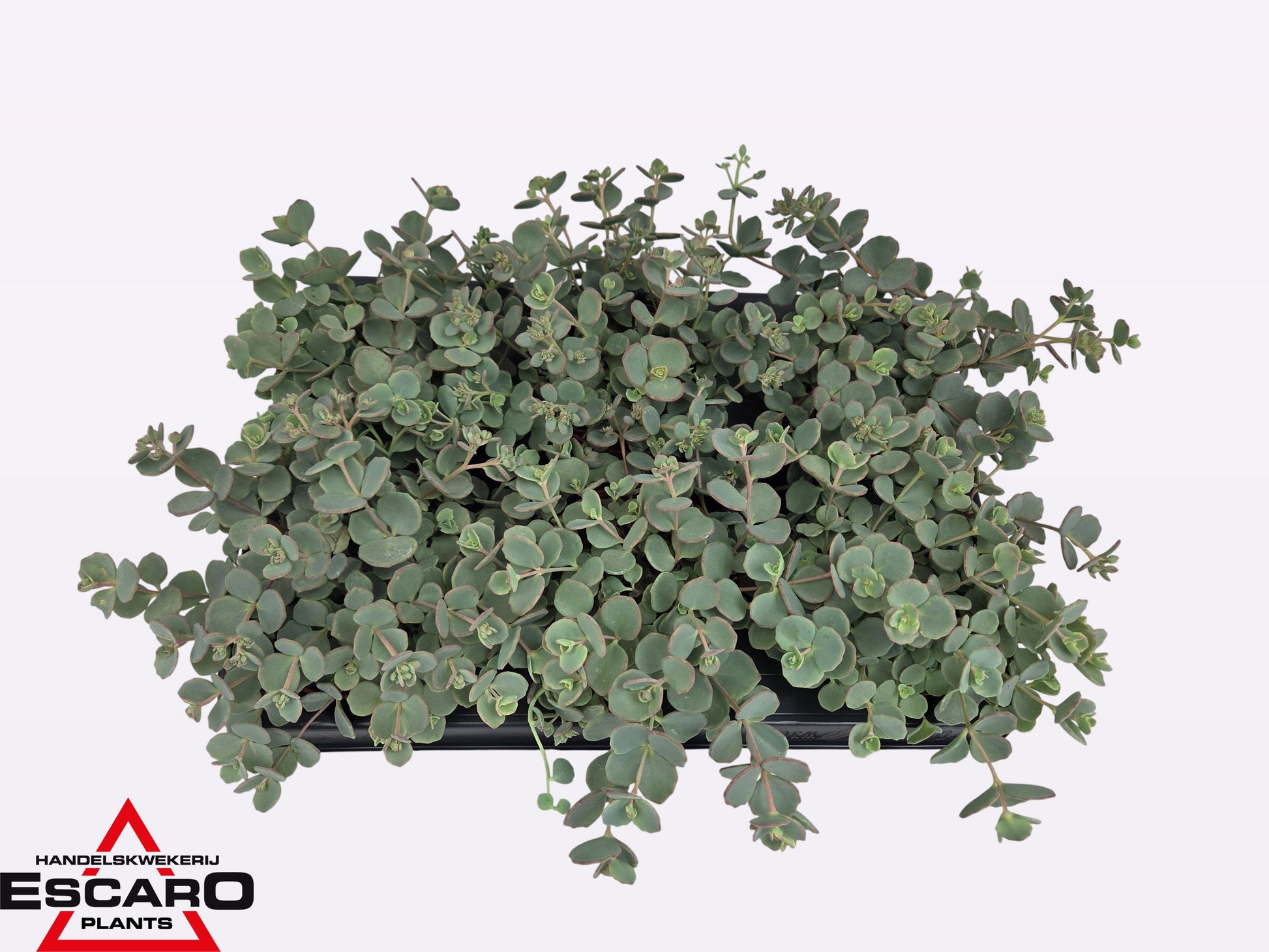 Sedum sieboldii (O) 16cm 10.5cm Pot