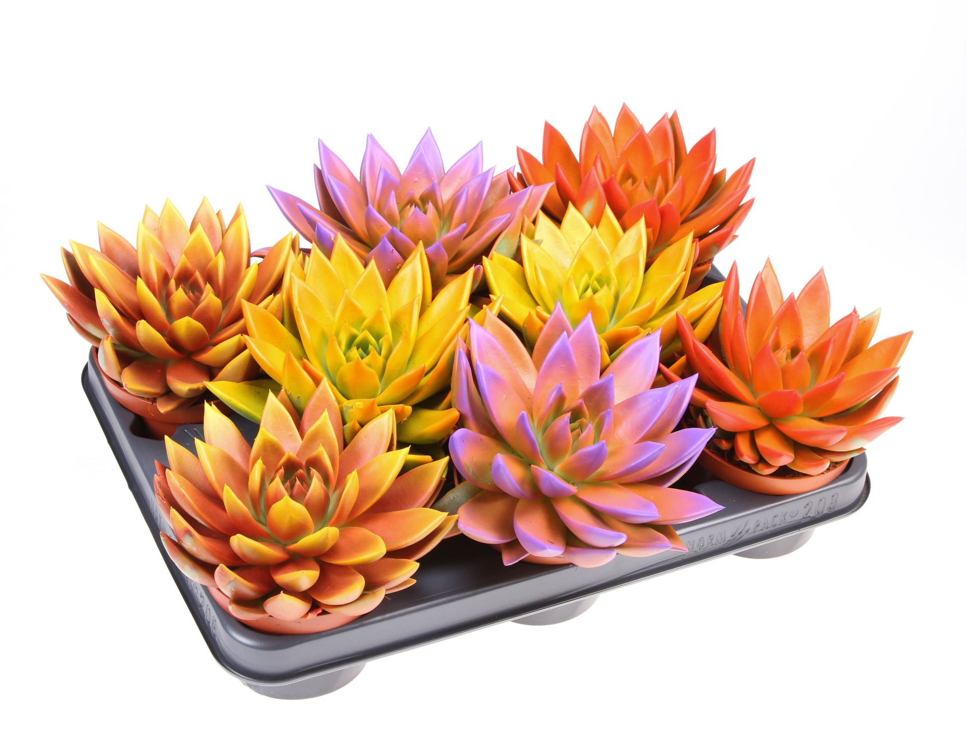 Rainbow bicolor 12cm 510cm Pot