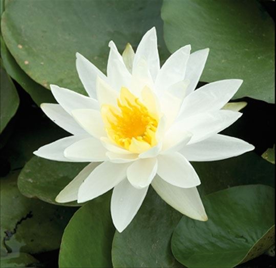 Nymphaea Hybrid 60cm 40cm Pot
