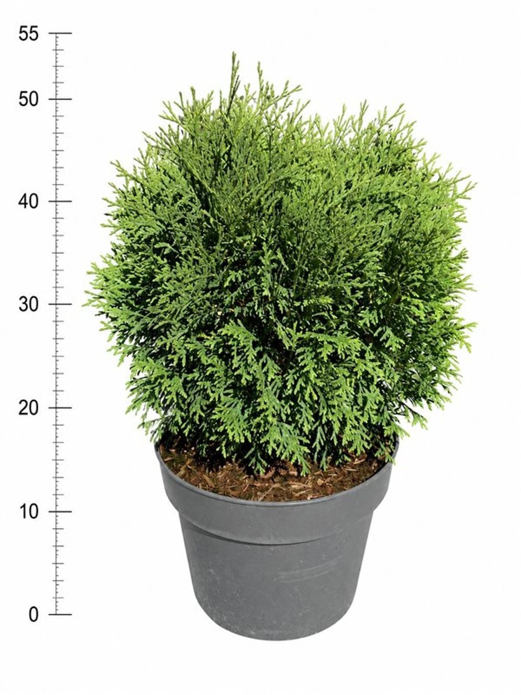 Thuja occidentalis Little Giant 65cm 26cm Pot