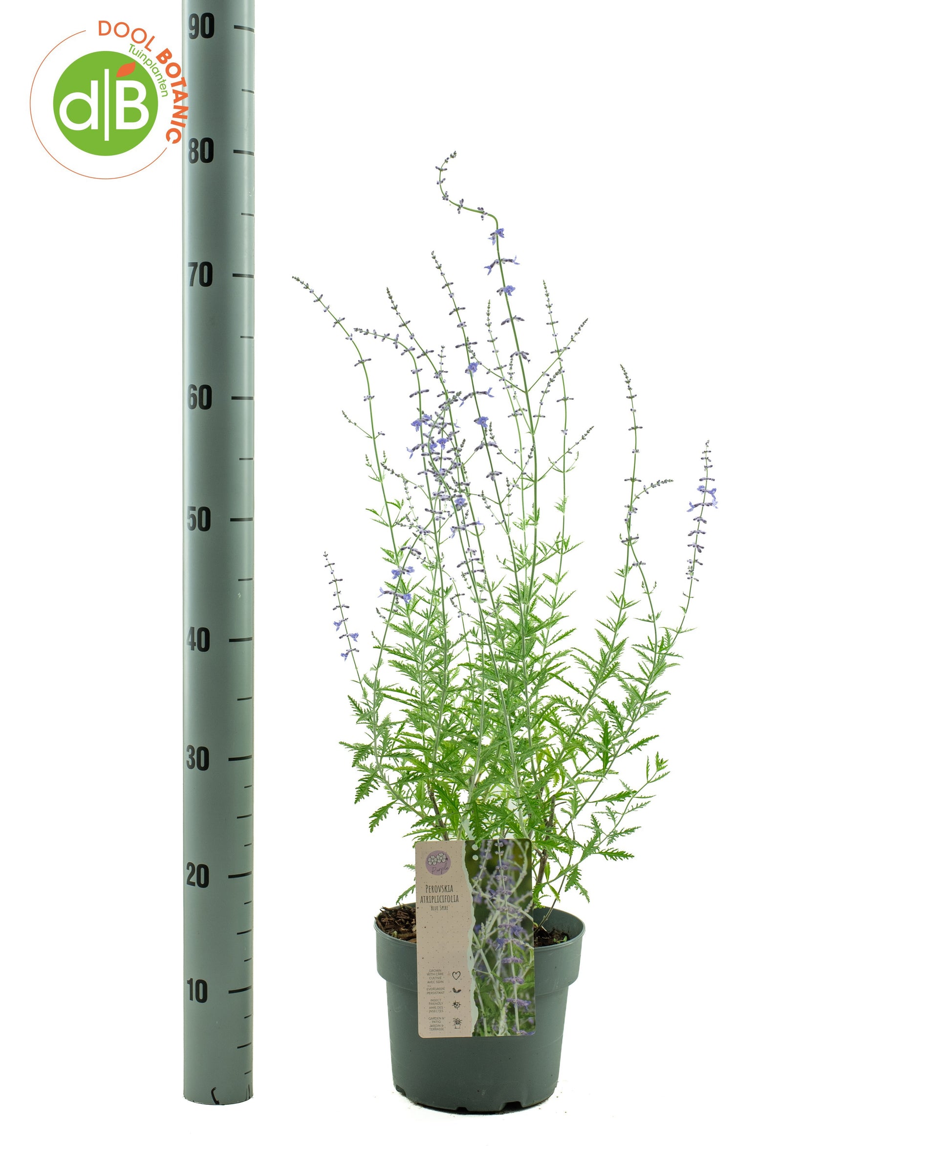 Perovskia Blue Spire 25cm 19cm Pot