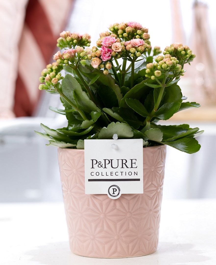 Kal. bl. pink (+ drp.Juliette pink) 27cm 12cm Pot