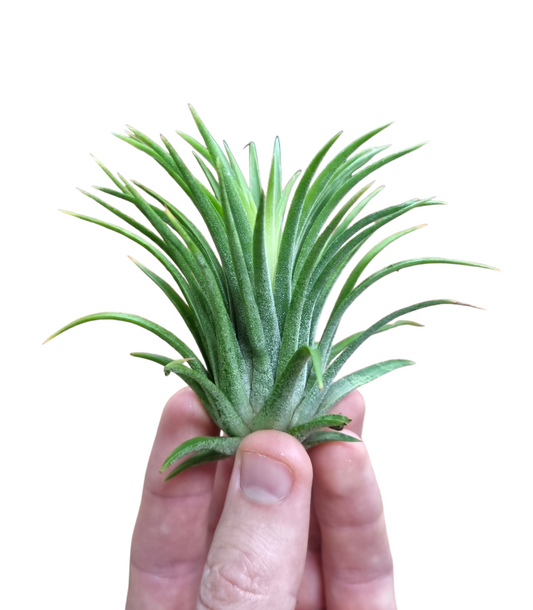 Tillandsia ionantha 5cm 5cm Pot