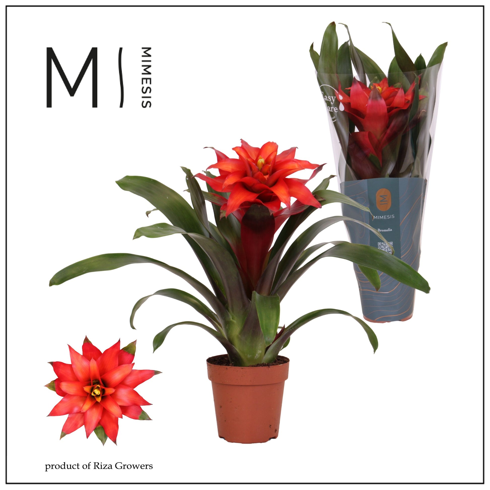 Guzmania Fiero Red 42cm 12cm Pot