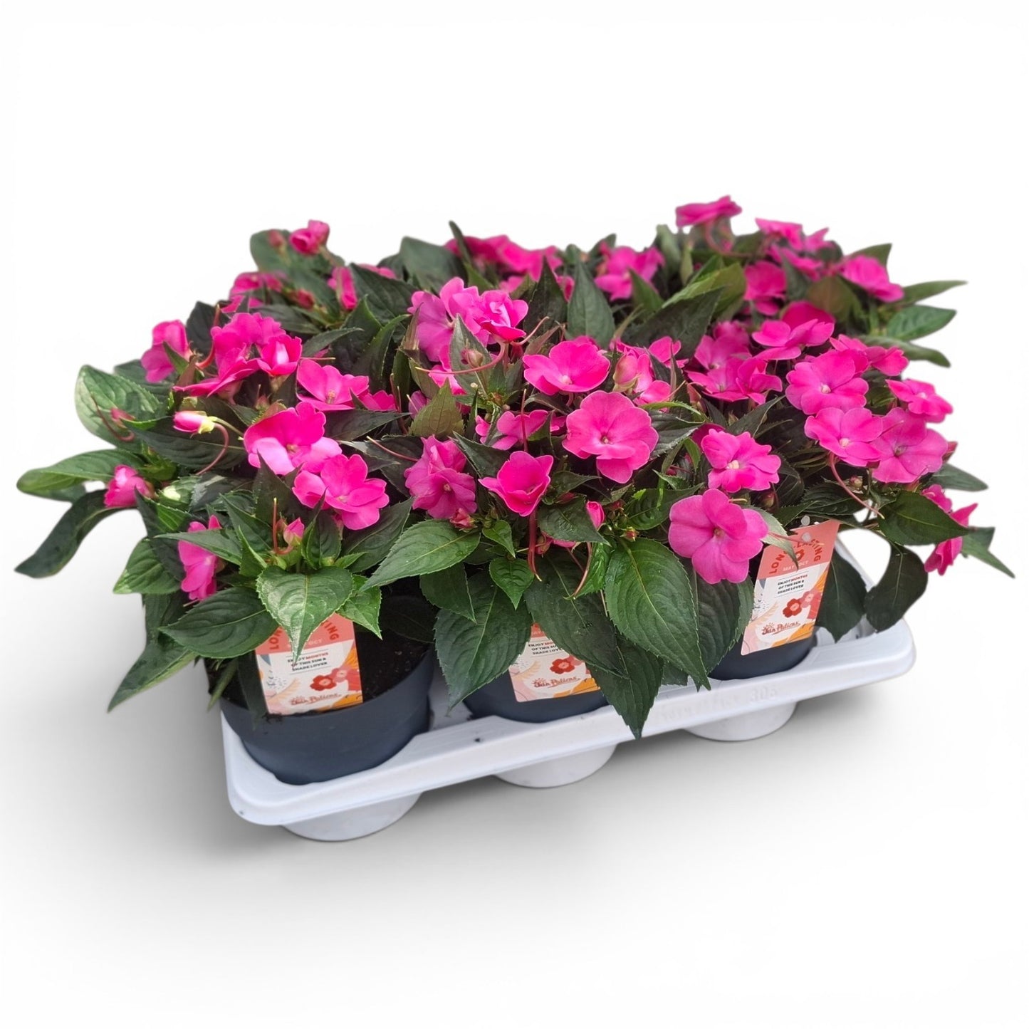 Impatiens Sunpatiens Hot Pink 35cm 17cm Pot