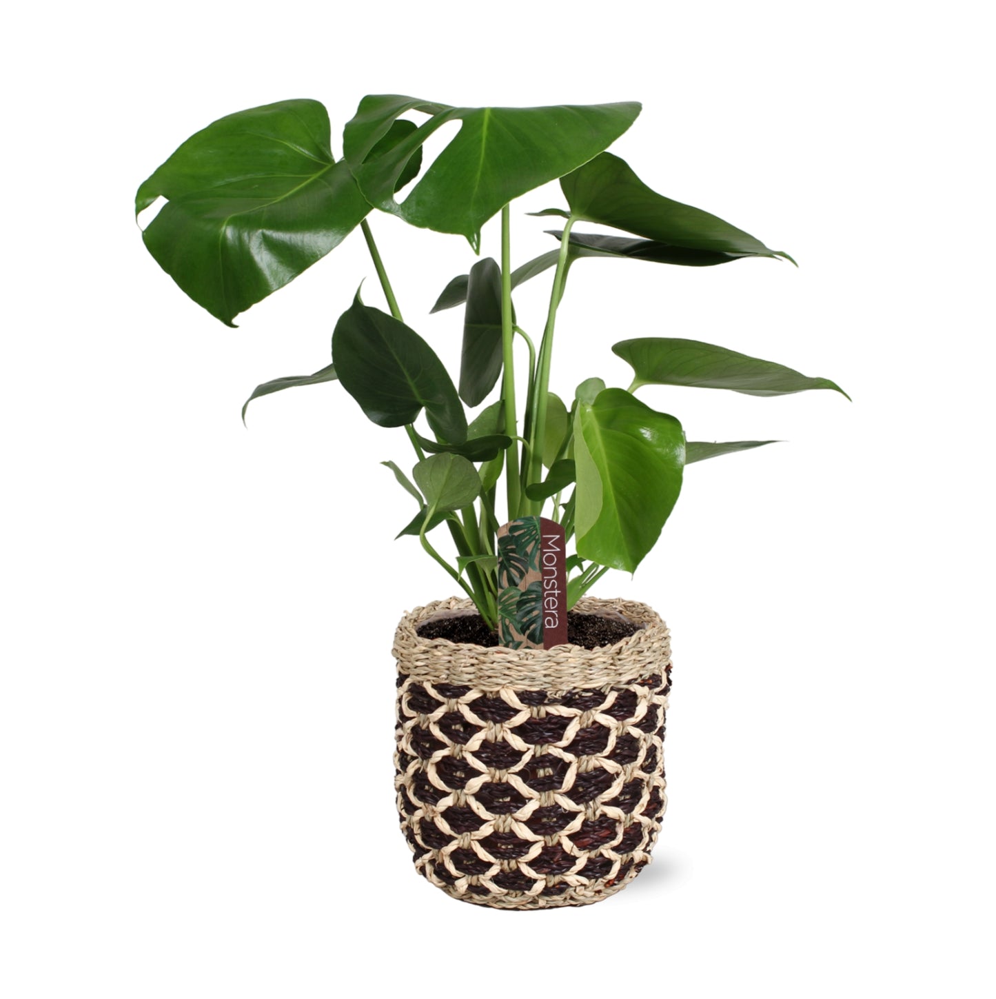 Monstera deliciosa 50cm 15cm Pot
