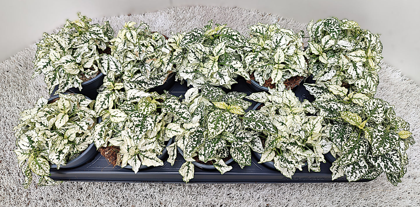 Hypoestes white 17cm 12cm Pot