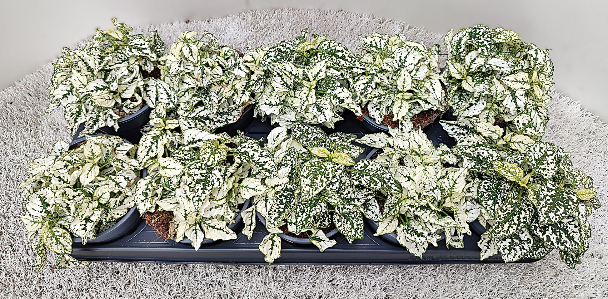 Hypoestes white 17cm 12cm Pot