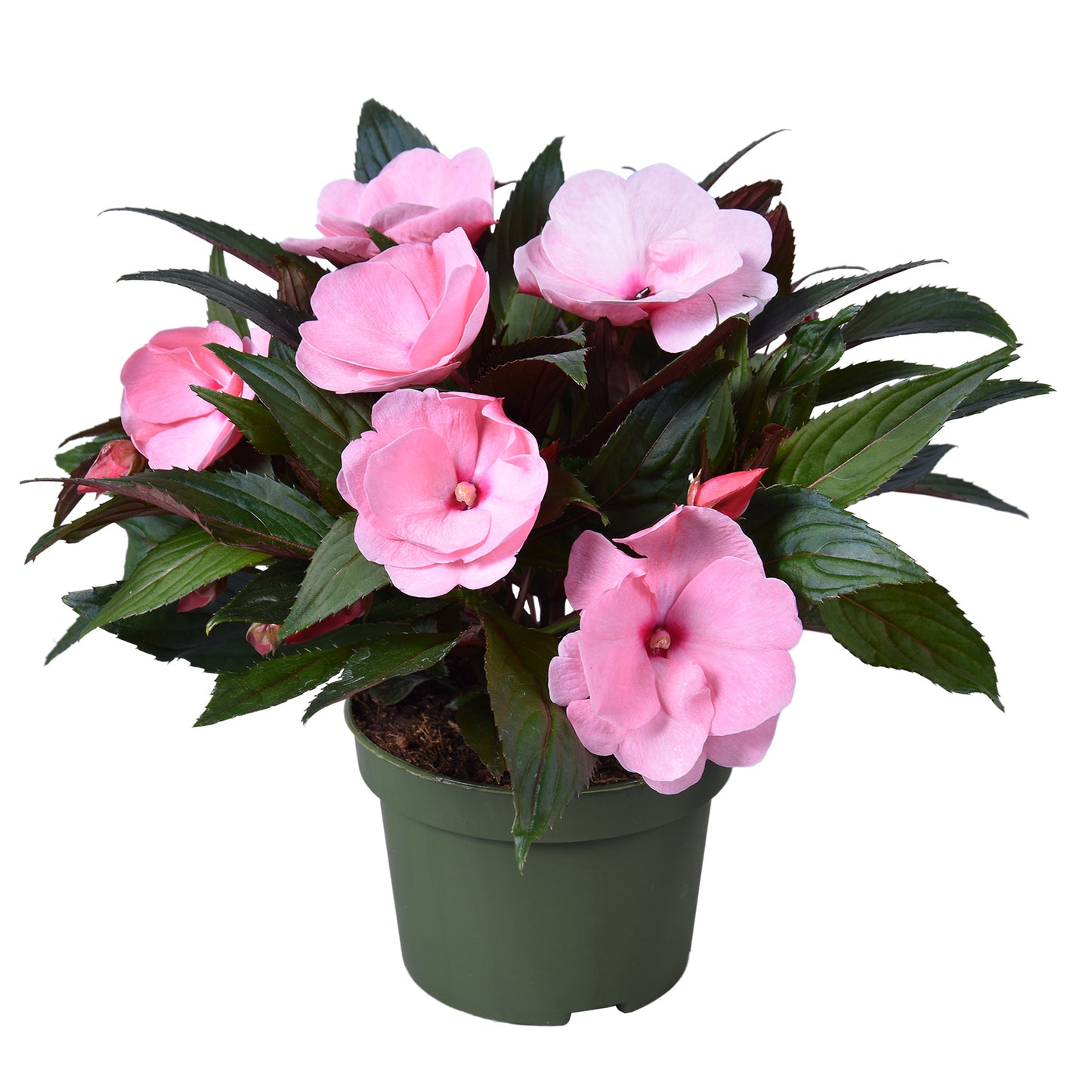 Impatiens ng. Tamarinda Pink 25cm 13cm Pot