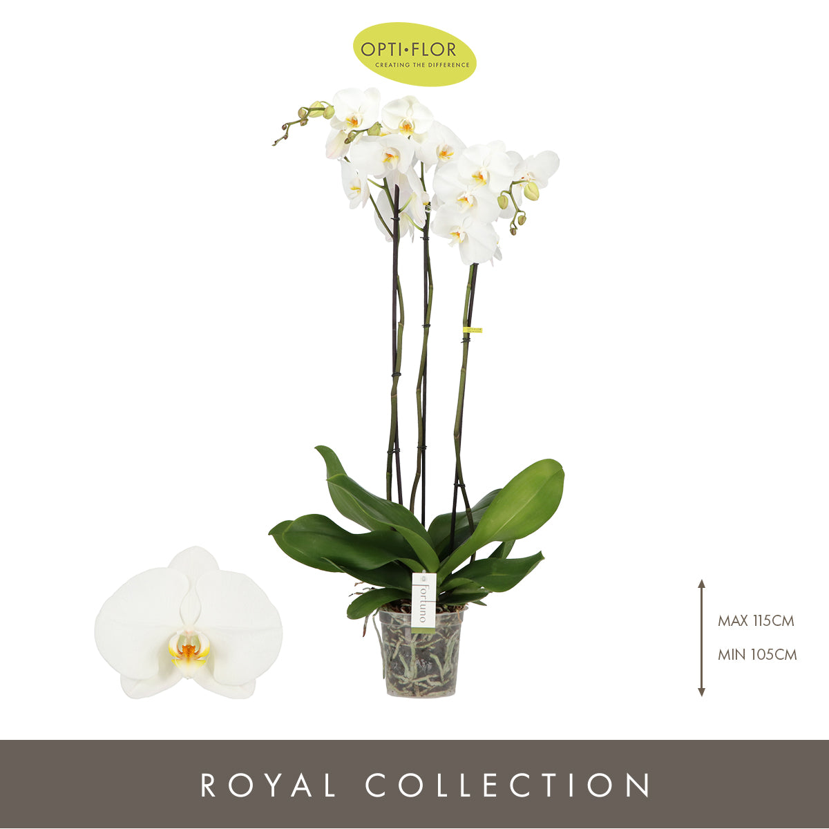 Phalaenopsis Fortuno alto 110cm 17cm Pot