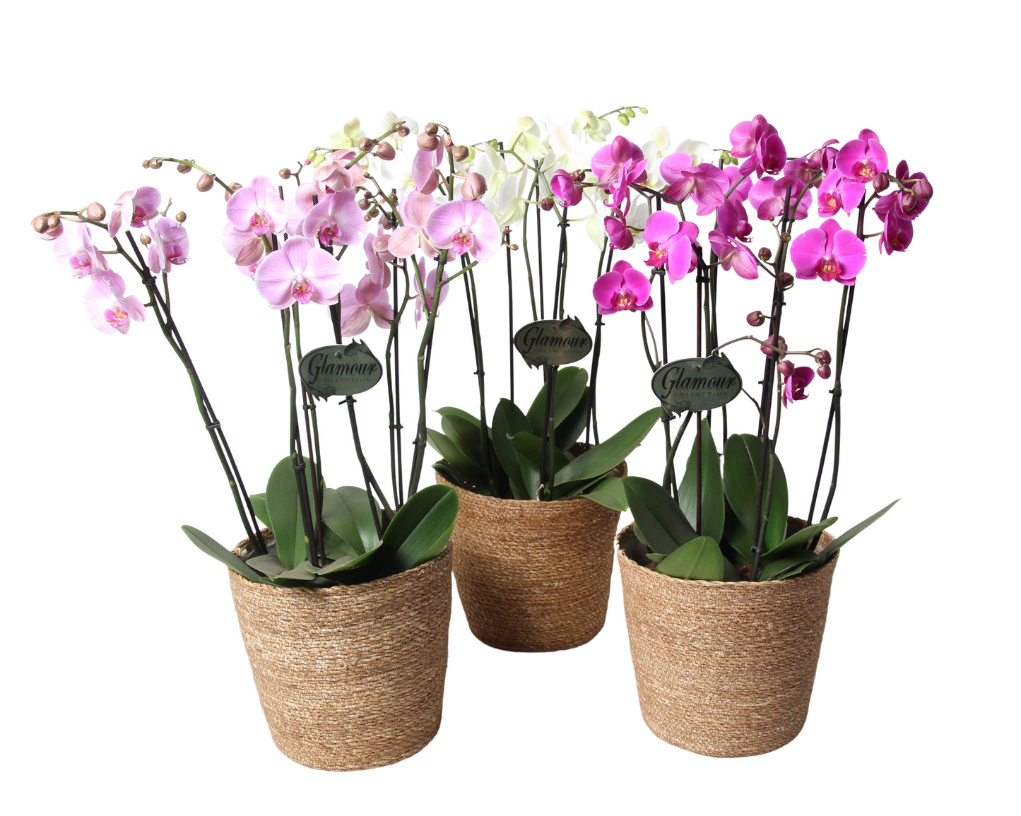 Phalaenopsis mix 4 colors 65cm 23cm Pot