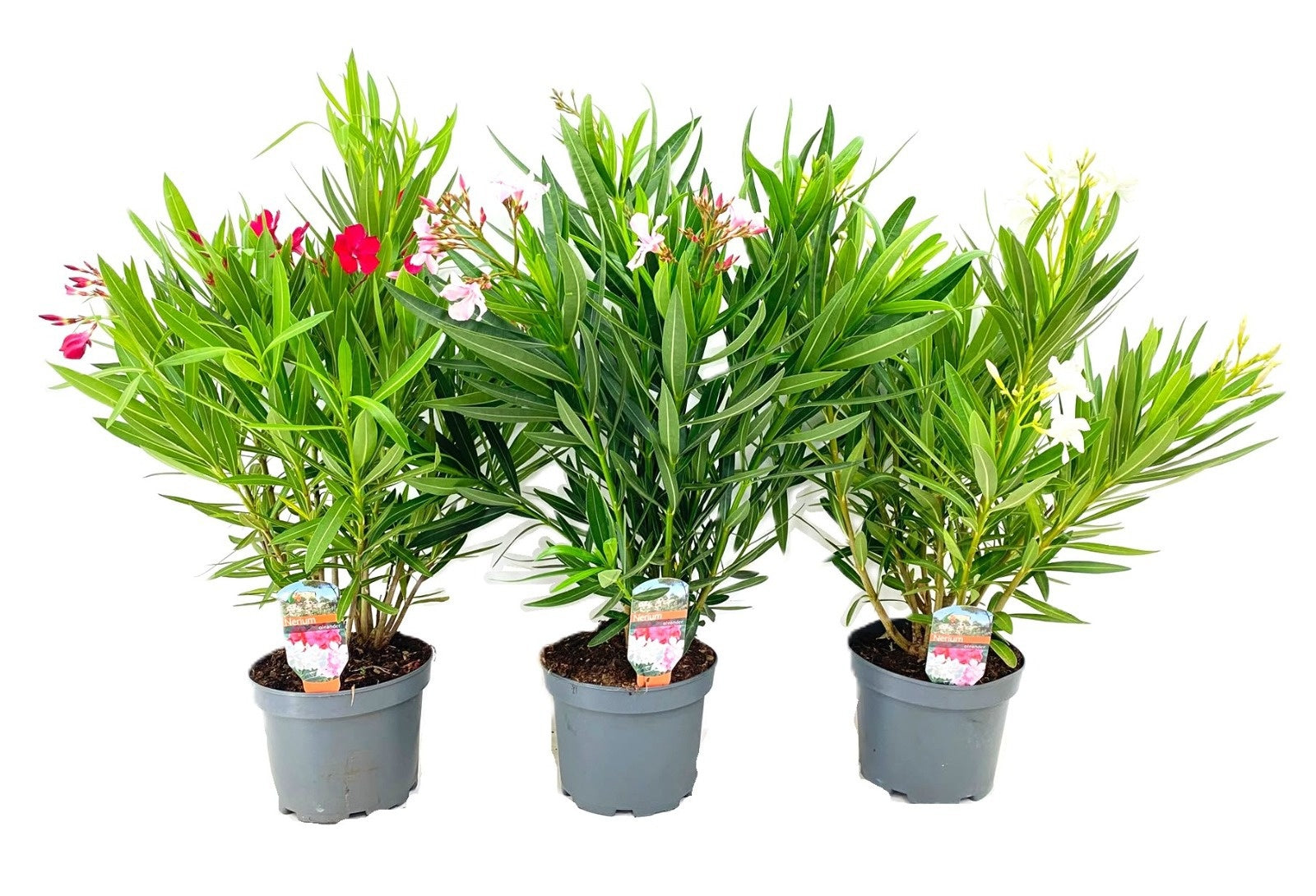 Nerium oleander mix 70cm 19cm Pot