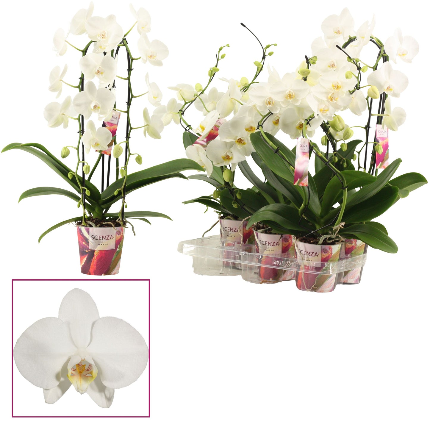 Phalaenopsis white 45cm 12cm Pot