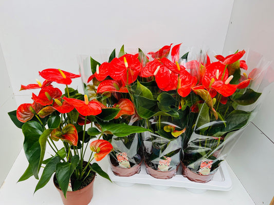 WE-Plants Anthurium Florida Pack of 6