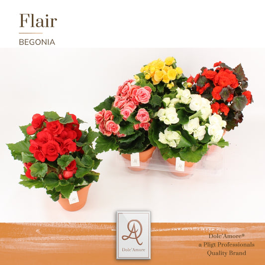 Begonia elatior  mix 31cm 14cm Pot
