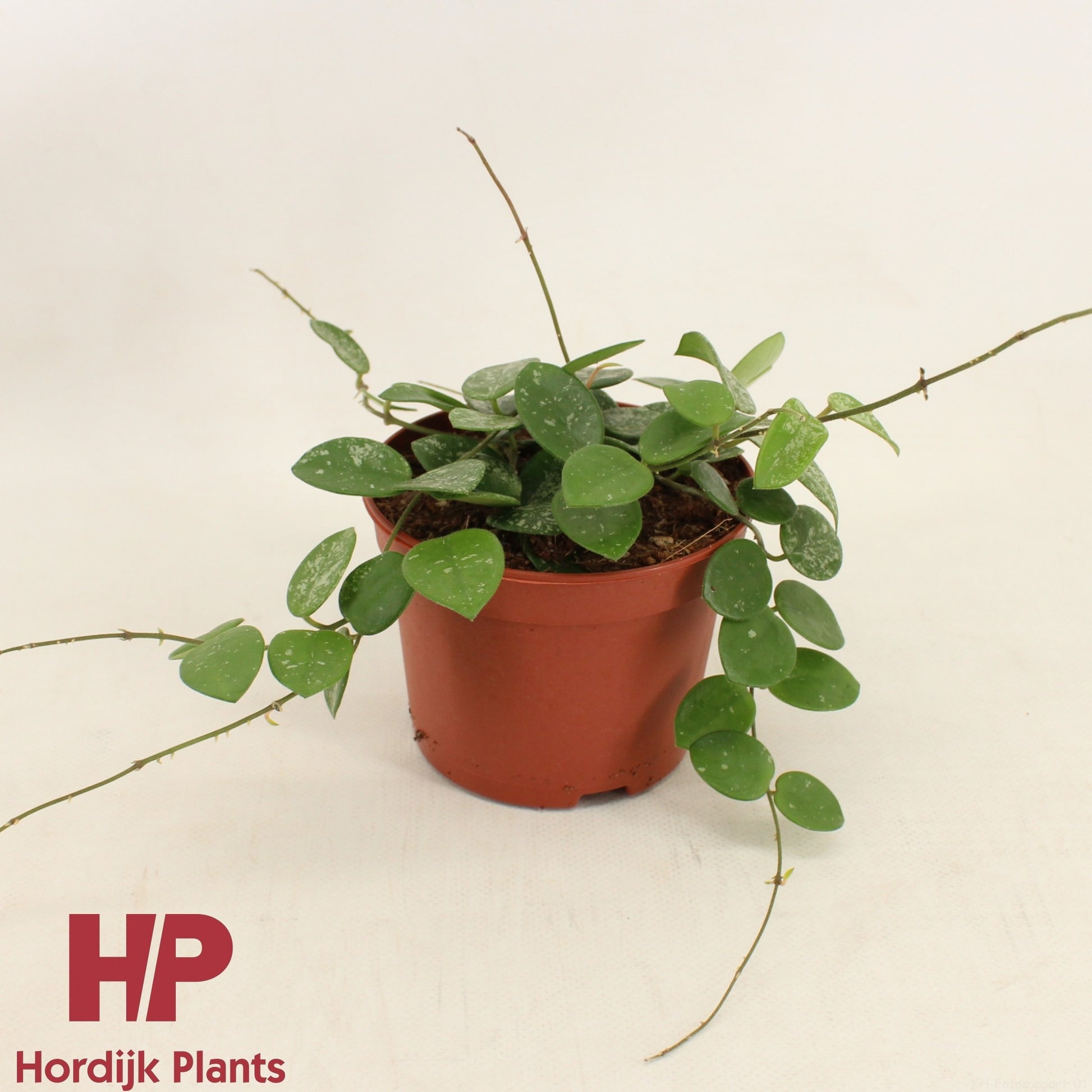 Hoya Mathilde 13cm 12cm Pot