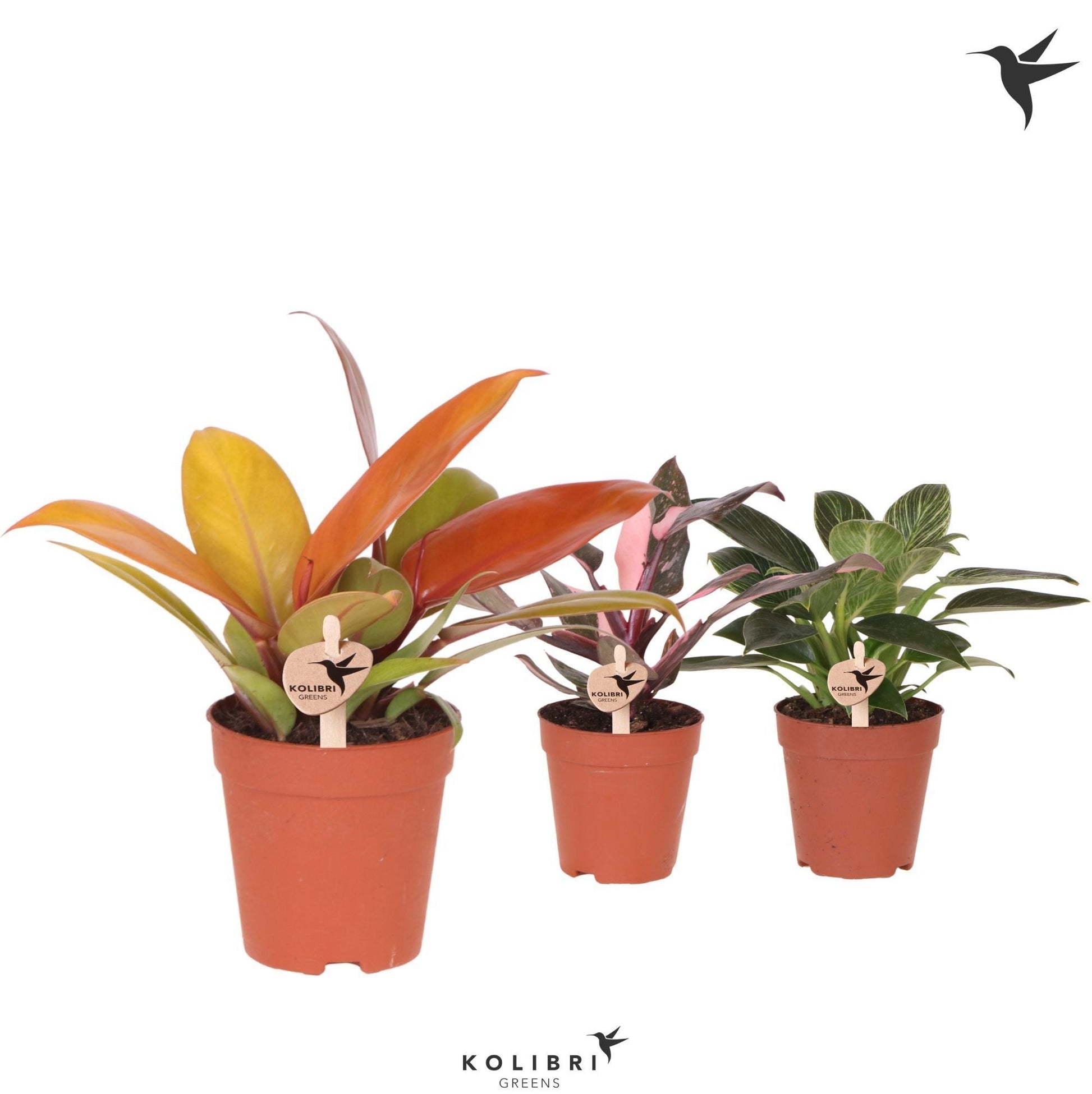 OK Plant Philodendron mix Pack of 12