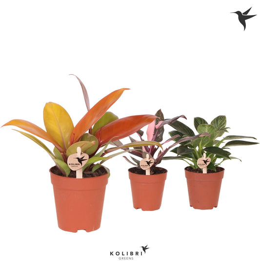 OK Plant Philodendron mix Pack of 12