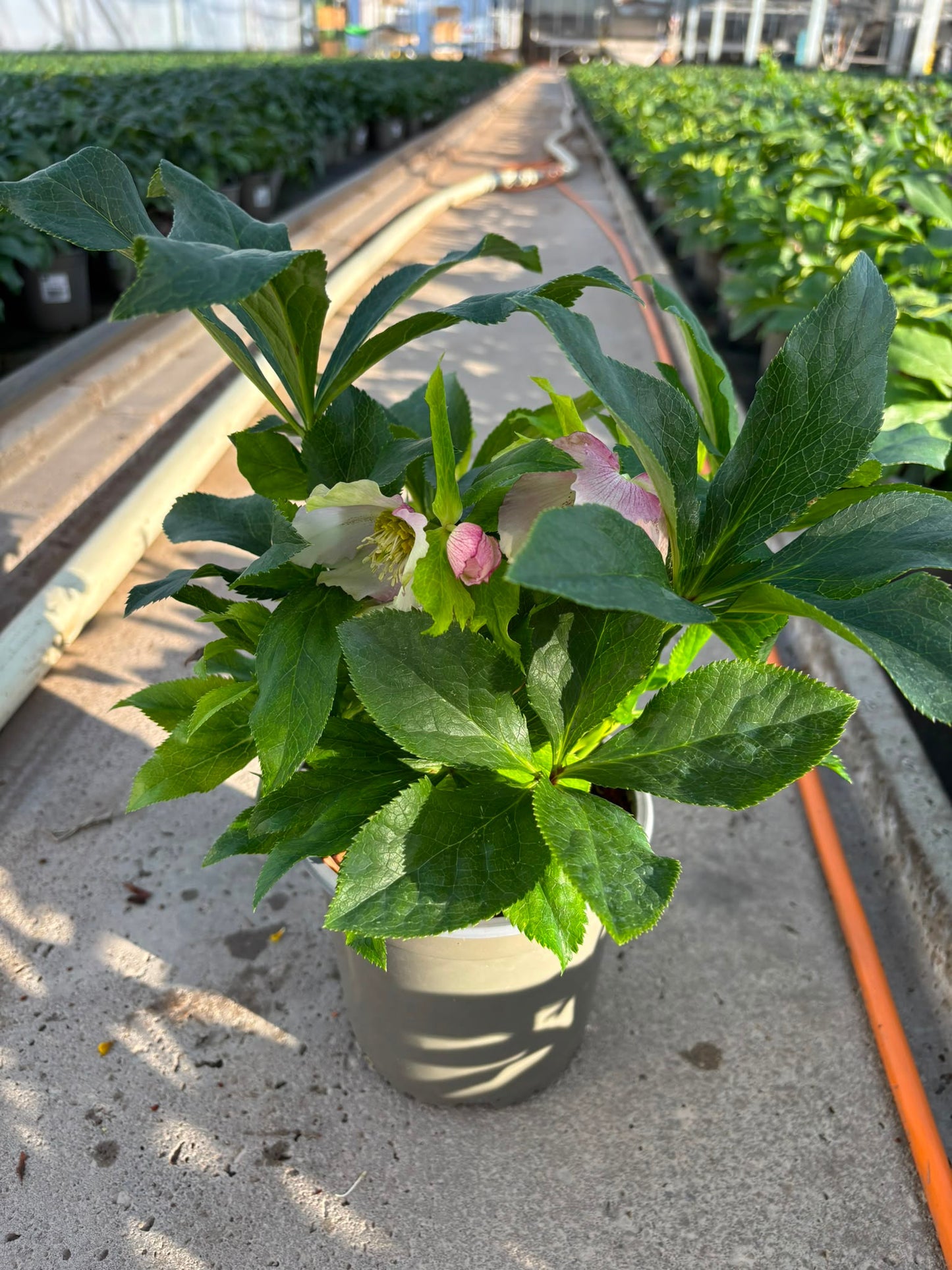 Helleborus Viv Celestina 30cm 14cm Pot