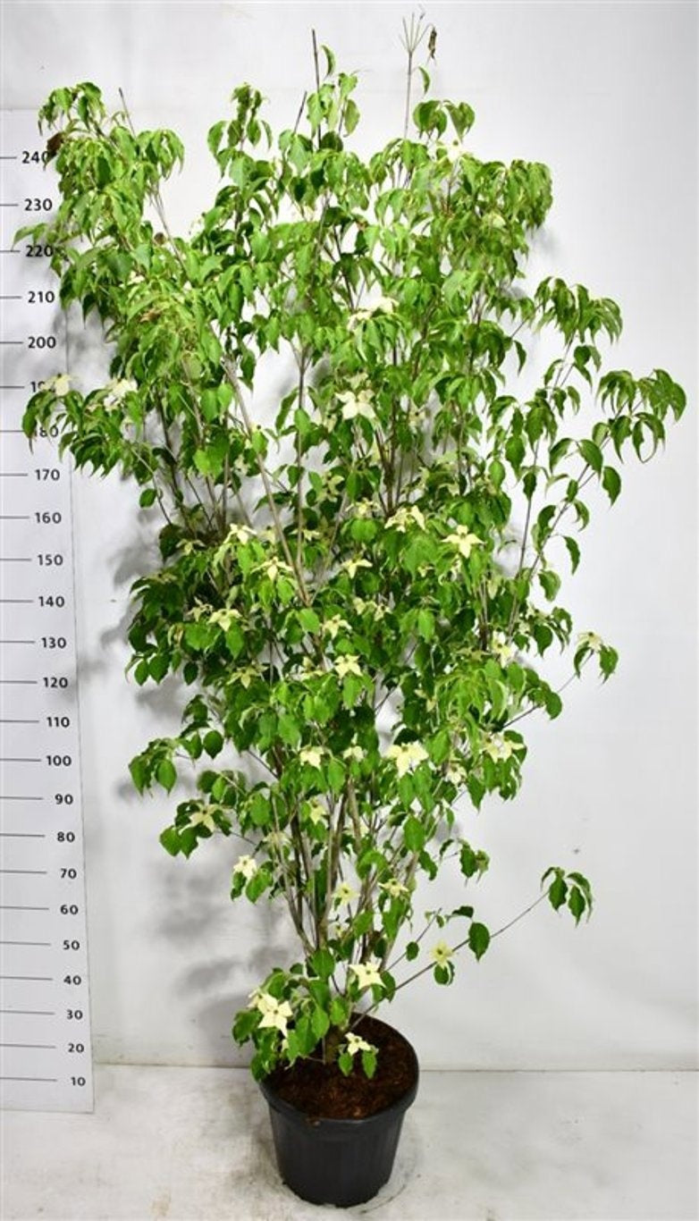 Cornus kousa Weisse Fontaine 270cm 40cm Pot