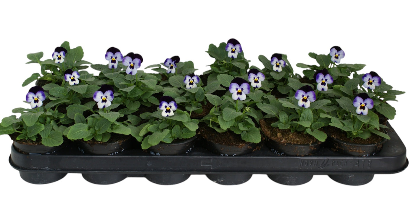 Zuidbaak Honselersdijk Viola corn. licht paars donker paars Pack of 18