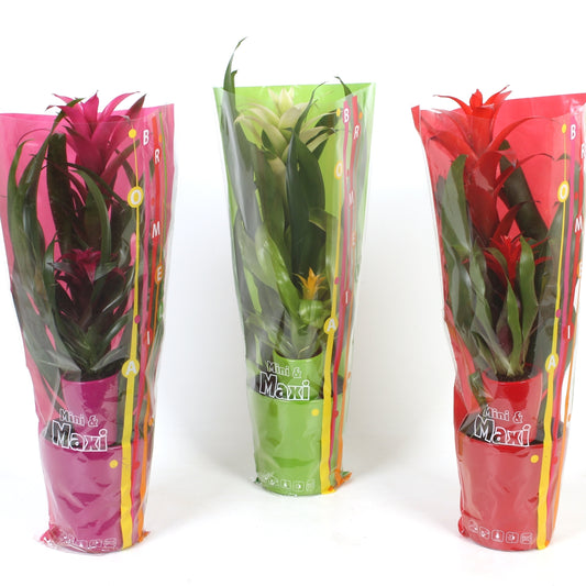 Bromelia mix 45cm 13cm Pot