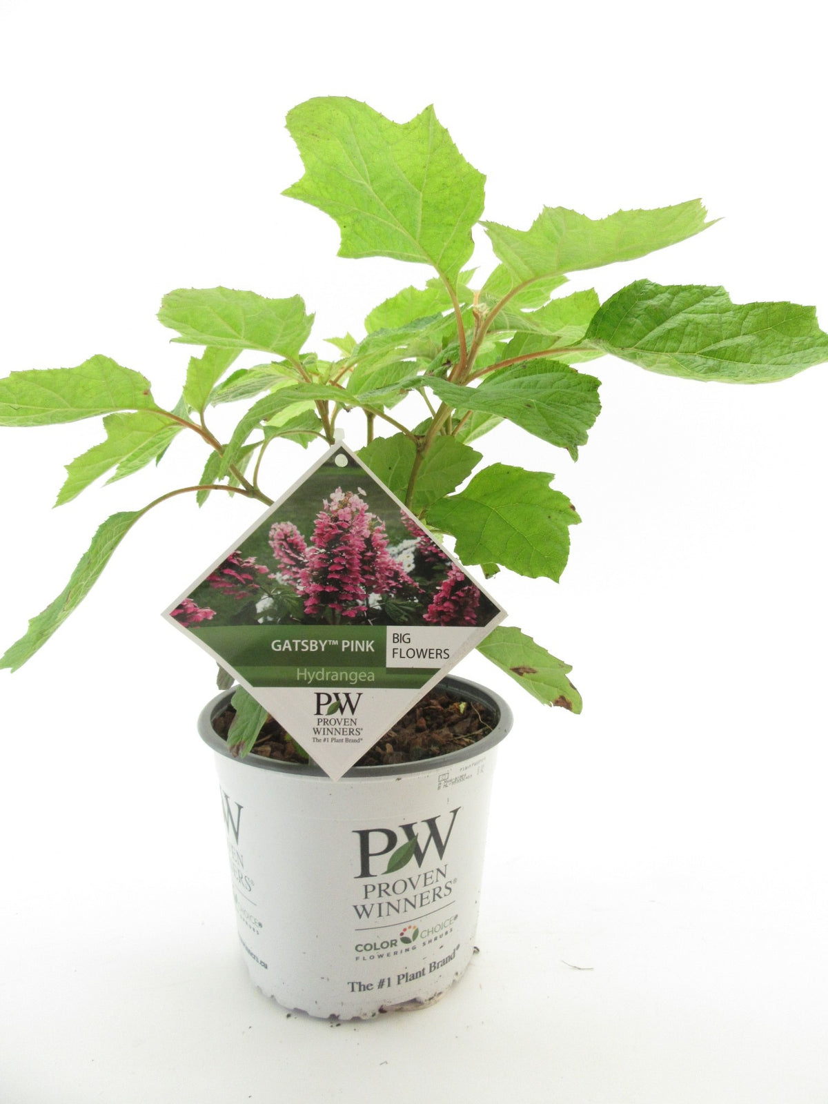 Hydrangea quercifolia 30cm 19cm Pot