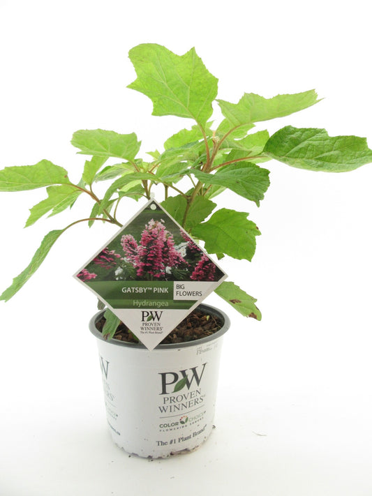 Hydrangea quercifolia 30cm 19cm Pot
