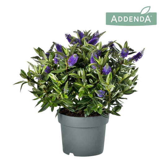 Hebe Hebedonna Britta 35cm 19cm Pot