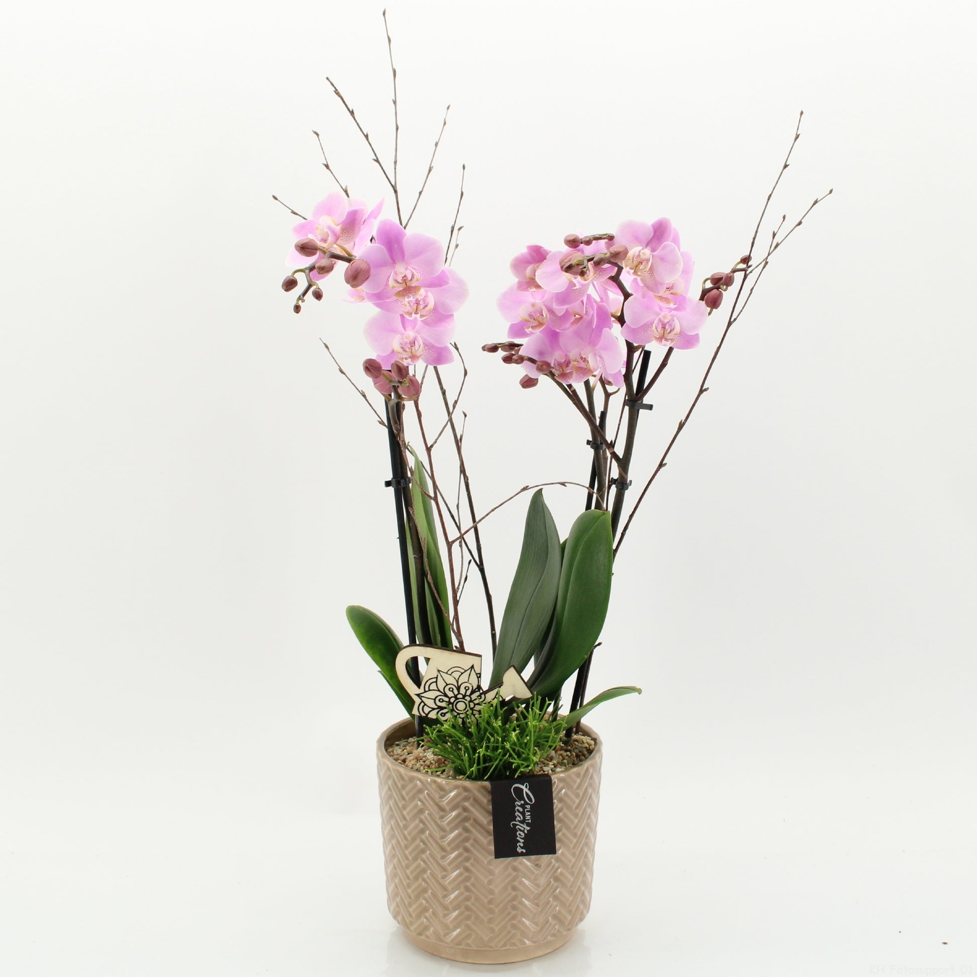 PHAL-2621RZ Phalaenopsis creatie 60cm 16cm Pot