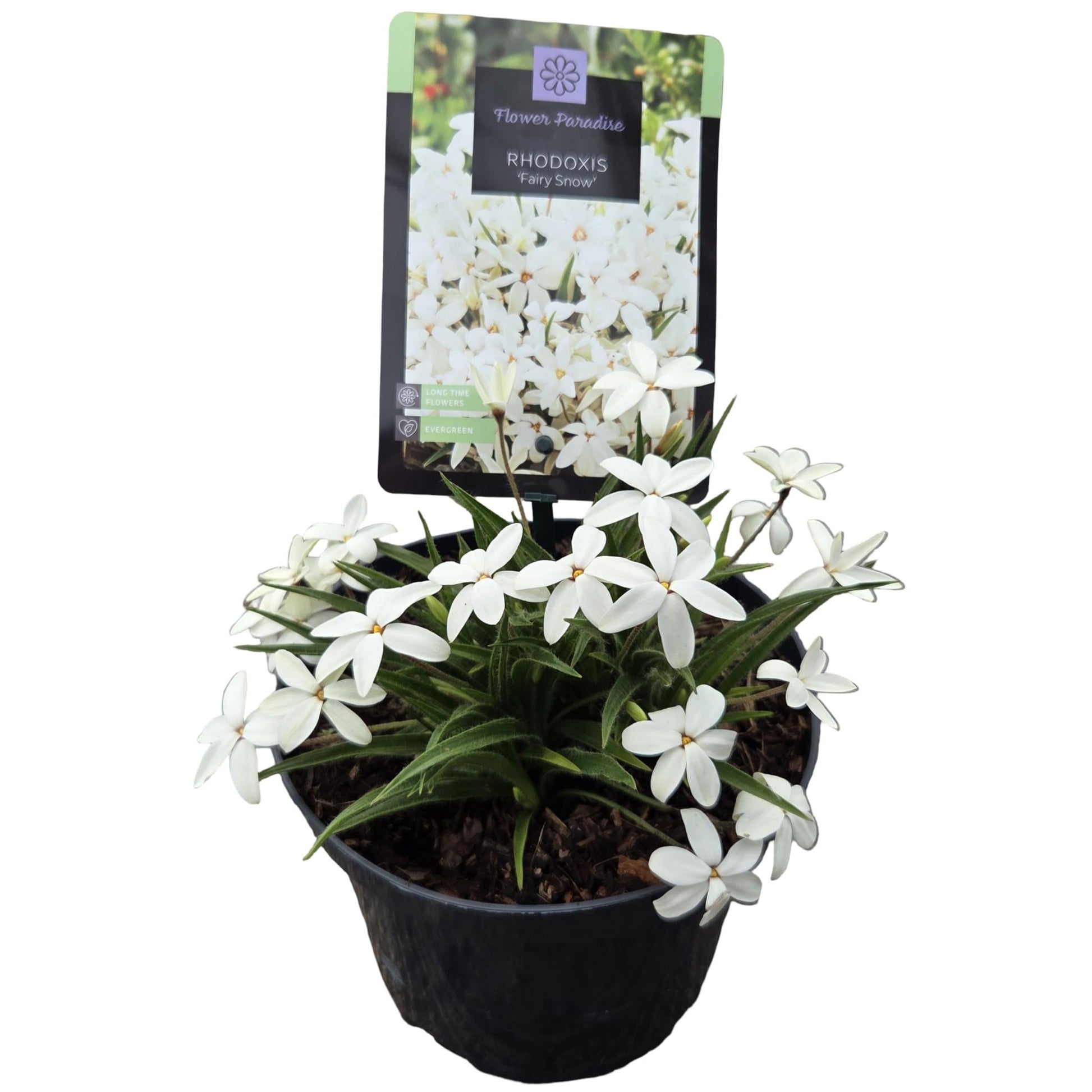Rhodohypoxis Fairy Snow 25cm 17cm Pot