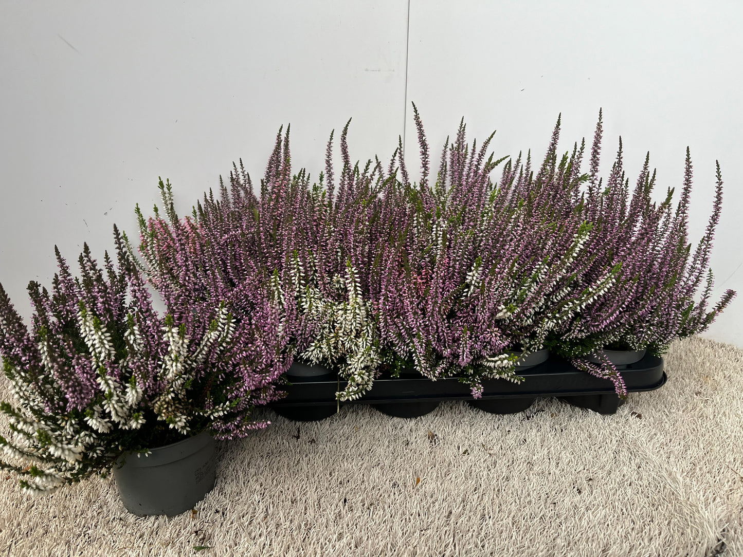 Calluna Garden Girls mix 16cm 11cm Pot
