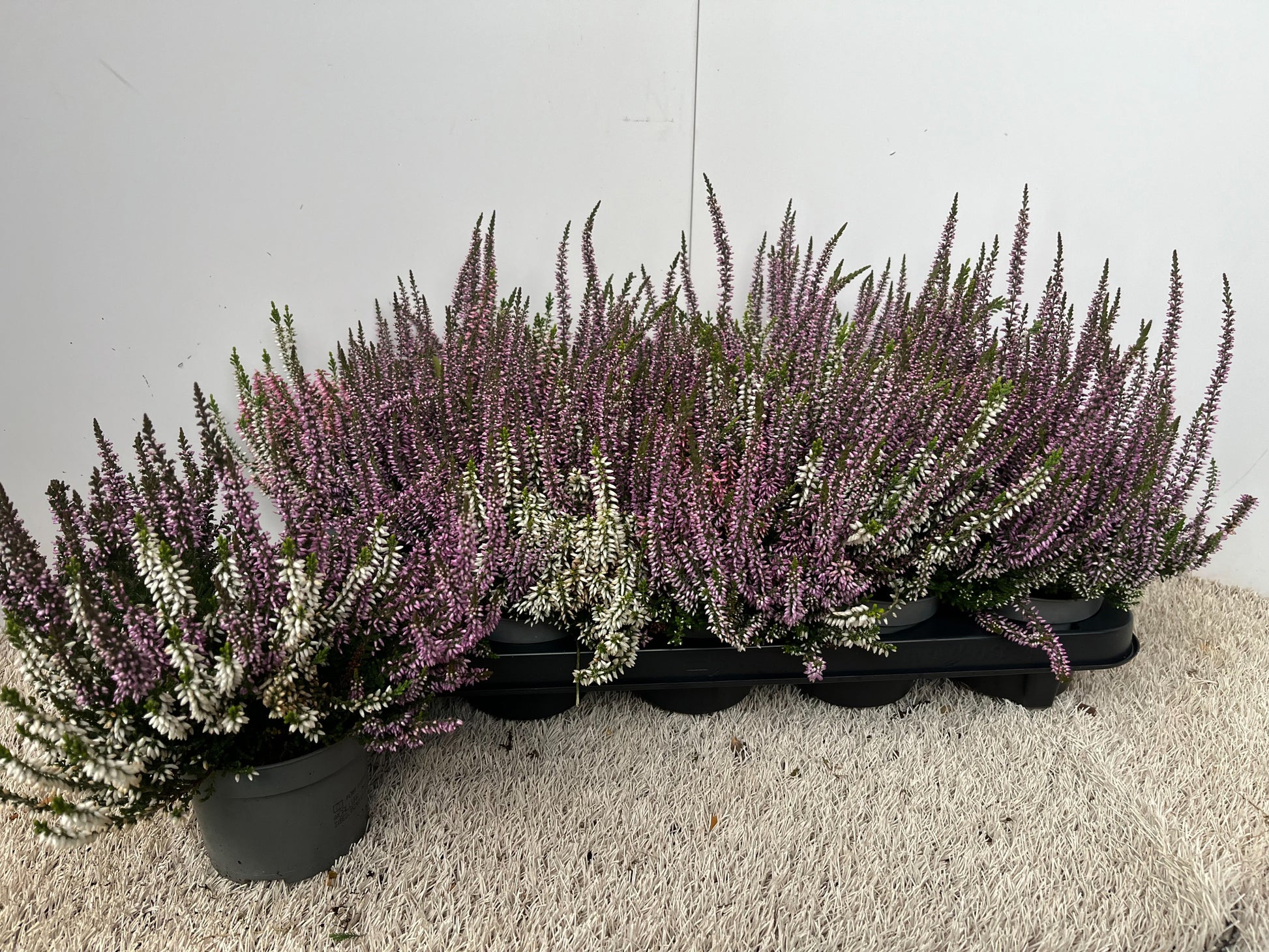 Calluna Garden Girls mix 16cm 11cm Pot