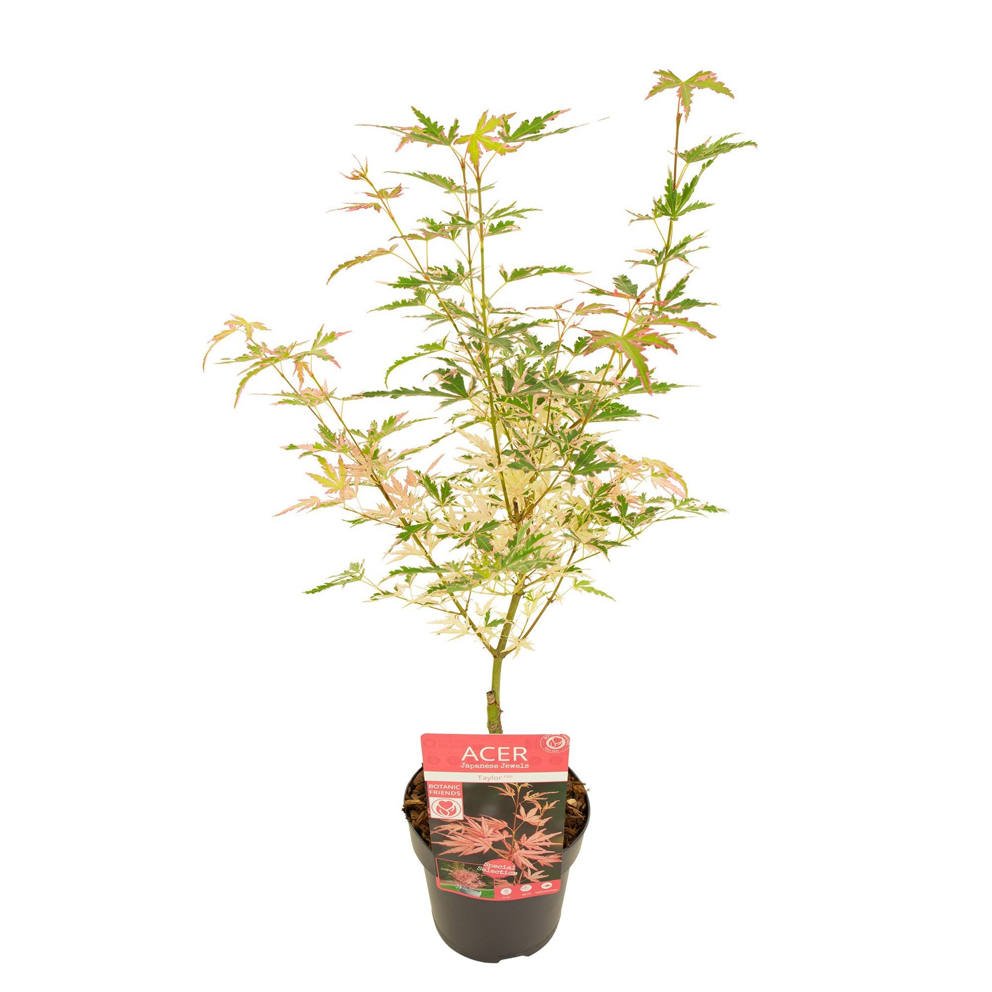 Acer Taylor 45cm 15cm Pot