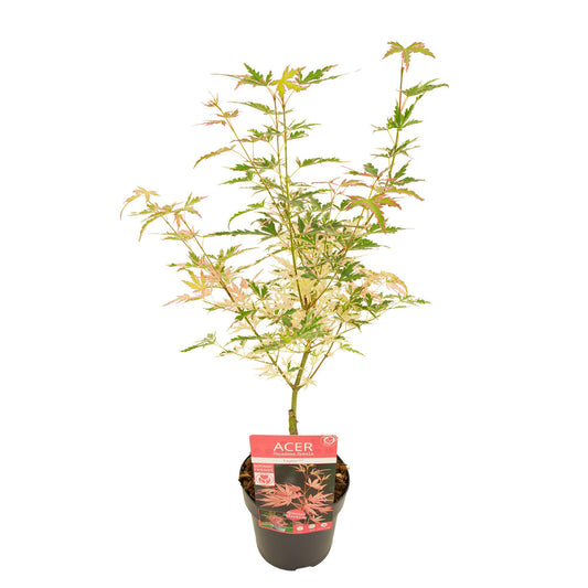 Acer Taylor 45cm 15cm Pot