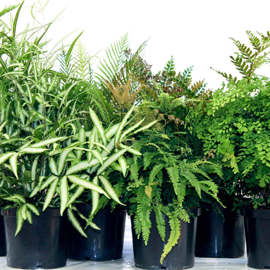 Ferns mix 70cm 24cm Pot
