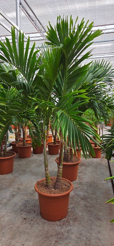 Carludovica palmata 250cm 55cm Pot