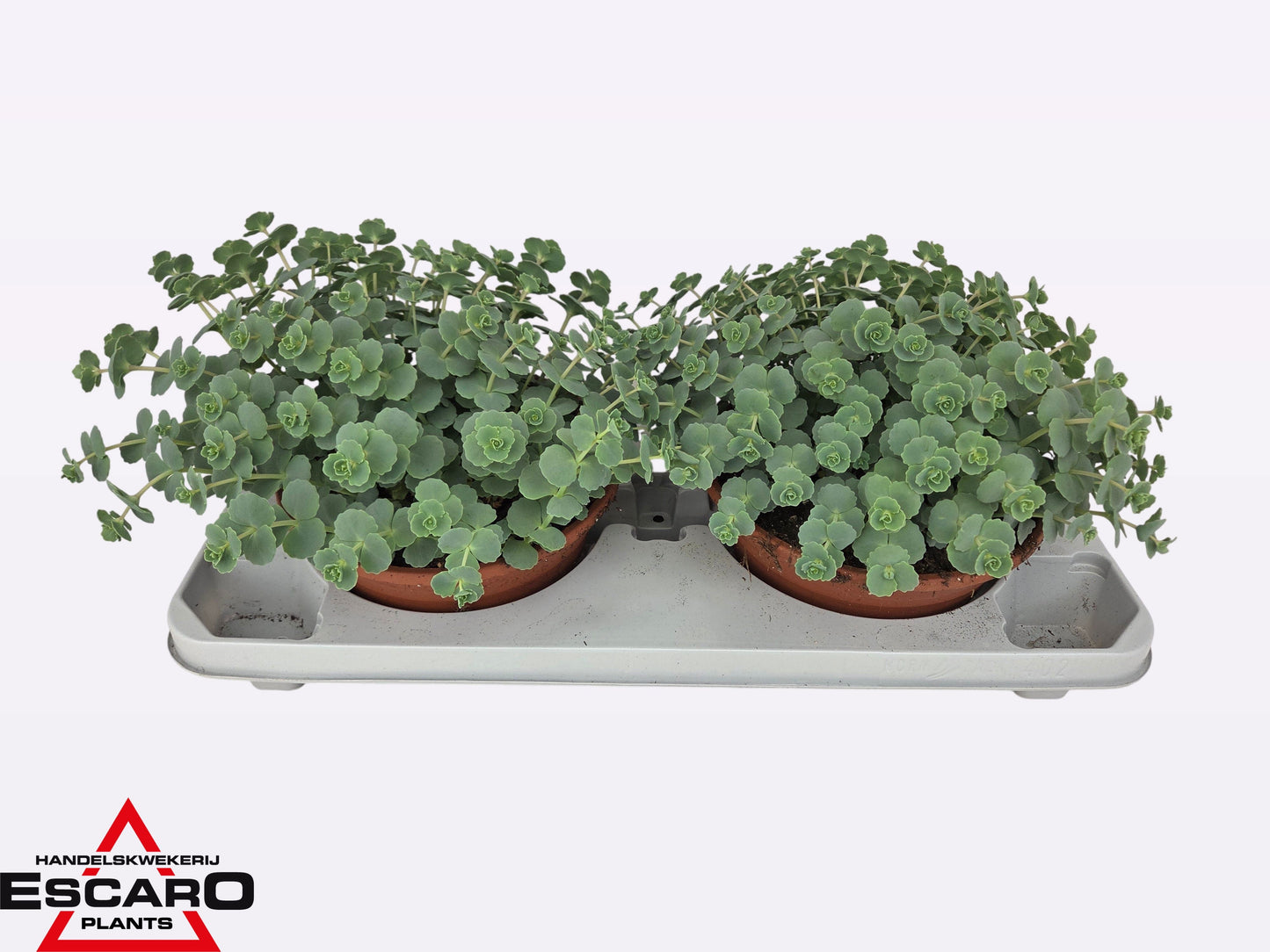 Sedum sieboldii (O) 20cm 21cm Pot