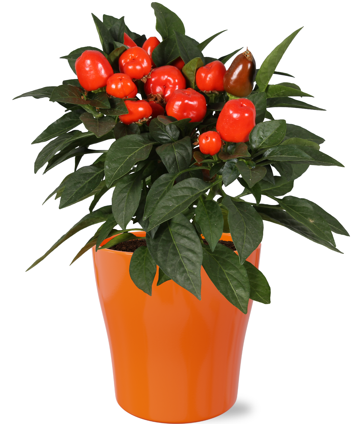 Adrichem Potplanten Capsicum ann. Samba Orange (+ drp.ceramic) Pack of 6