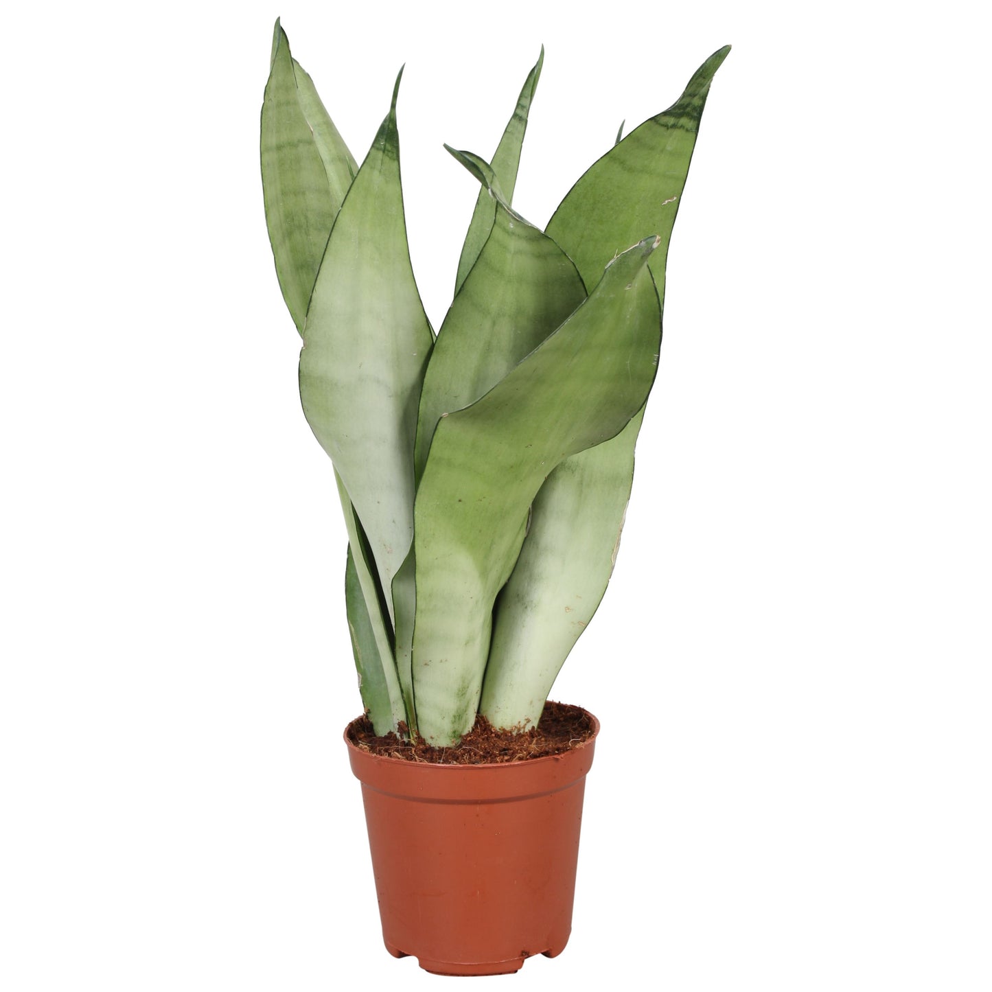 Sansevieria Moonshine 30cm 12cm Pot