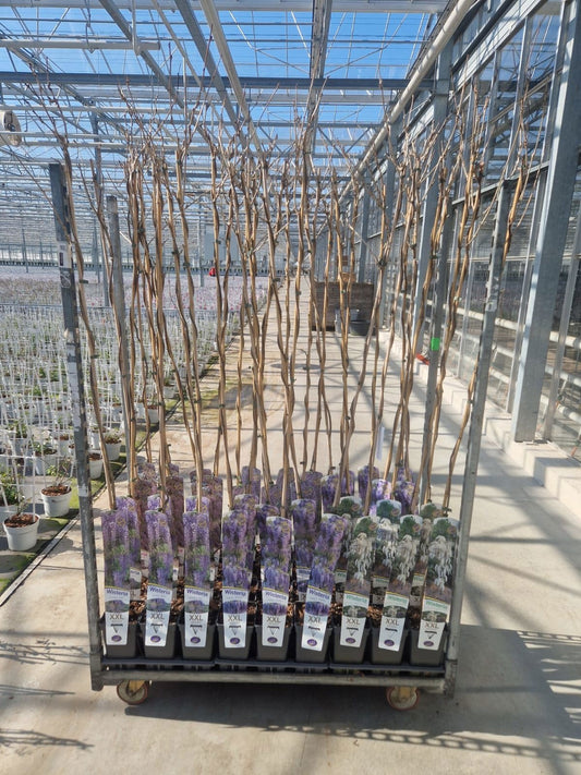 Wisteria Hybrid mix 190cm 19cm Pot