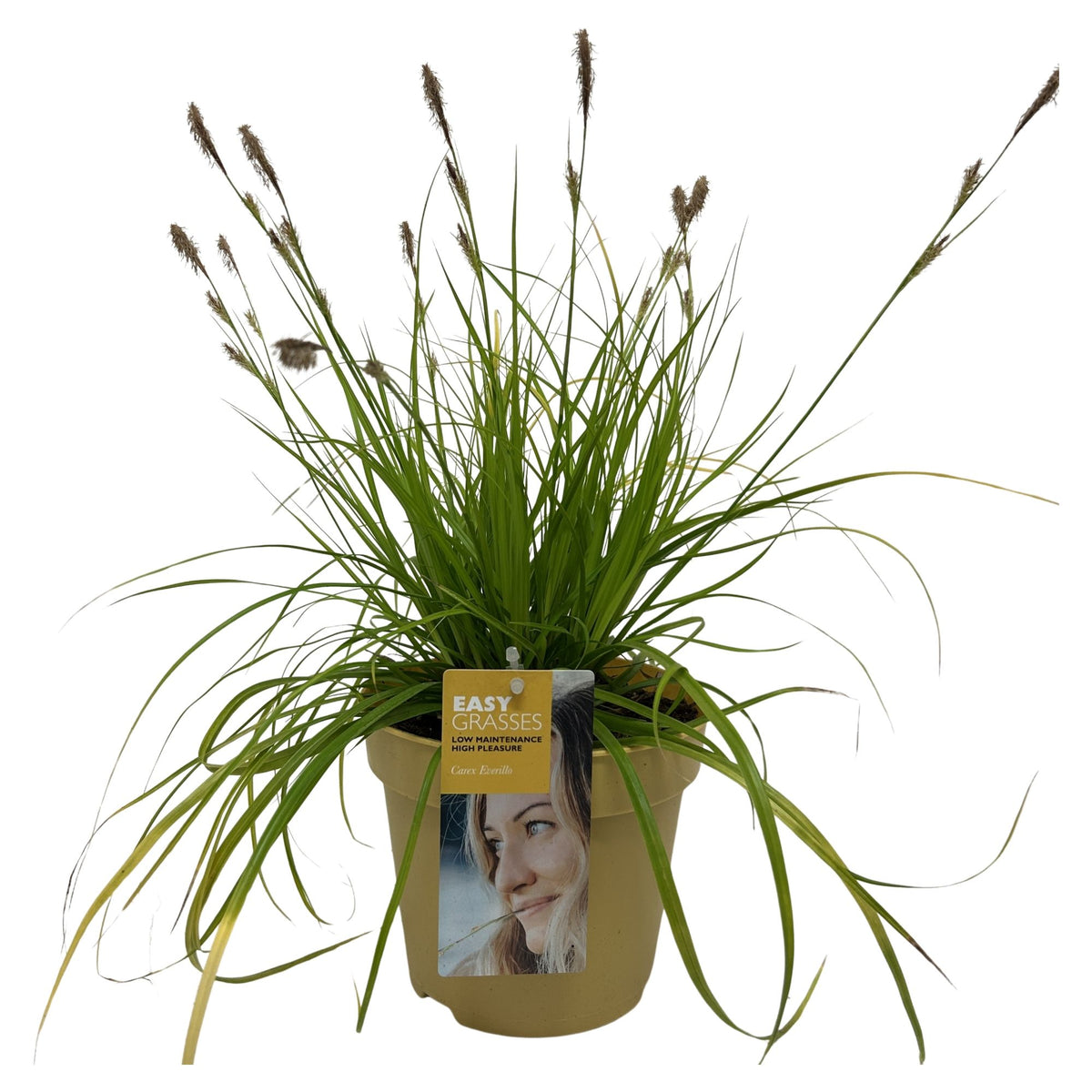 Carex osh. Evercolor Everillo 35cm 17cm Pot