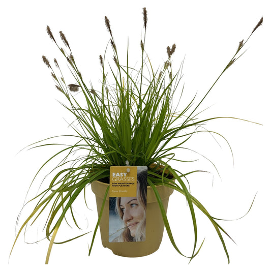 Carex osh. Evercolor Everillo 35cm 17cm Pot